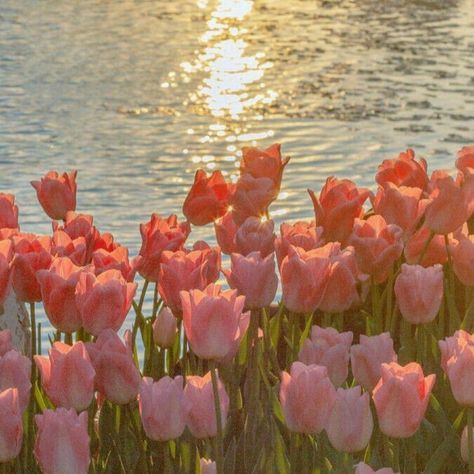 Pink Tulips, Pink Flowers, Tulips, Water, Plants, Flowers, Pink