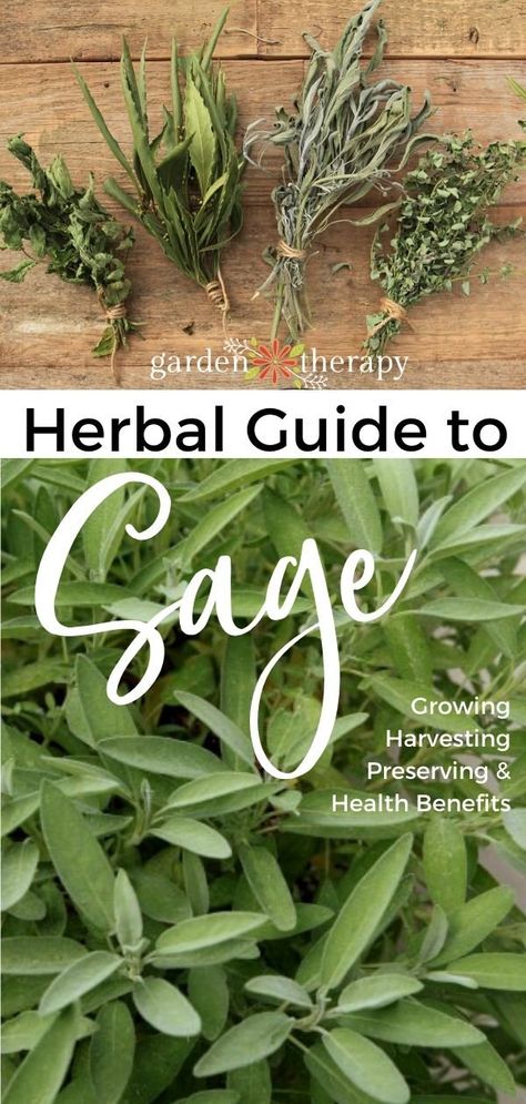 Growing Sage, Sage Herb, Preserving Herbs, Medicinal Herbs Garden, Sage Plant, Herbs Garden, Garden Therapy, Harvesting Herbs, Diy Herb Garden