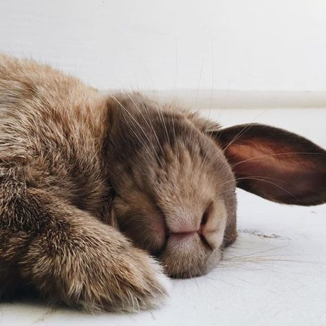 gracewins: Colin Sleeping Bunny, Nosara, Funny Bunnies, Weimaraner, Hamsters, Cocker Spaniel, Doberman, 귀여운 동물, Cute Bunny