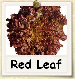 How to Grow Red Leaf Lettuce | Guide to Growing Red Leaf Lettuce Garden List, Red Oak Leaf, Red Lettuce, Lettuce Recipes, Red Leaf Lettuce, Leaf Lettuce, Types Of Red, Lettuce Seeds, Greenhouse Garden