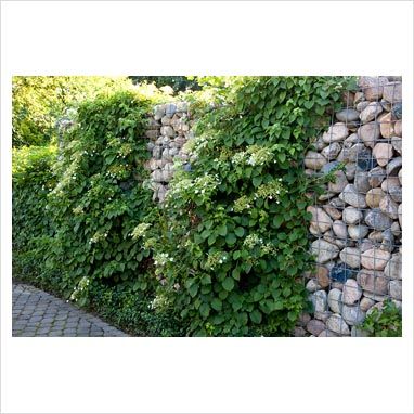 GAP Photos - Garden & Plant Picture Library - Hydrangea petiolaris ... Gabion Wall Design, Gabion Retaining Wall, Hydrangea Petiolaris, Vegetable Garden Raised Beds, Gabion Wall, Landscaping Retaining Walls, Hydrangea Garden, Plant Photography, Plant Pictures