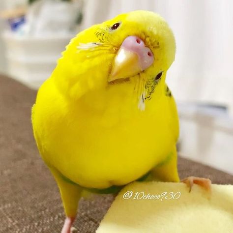 Yellow Budgie, Budgies Bird, Budgie Parakeet, Funny Parrots, Cute Kawaii Animals, Parakeets, Funny Birds, Cute Animal Photos, Pretty Birds