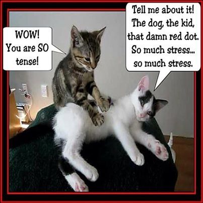 Cat Massage funny cute memes animals cat adorable meme lol kitten aww funny animals Funny Massage Quotes, Massage Meme, Massage Funny, Funny Cute Memes, Cat Massage, Animal Reiki, Cute Memes, Funny Animal Pictures, Massage Therapy