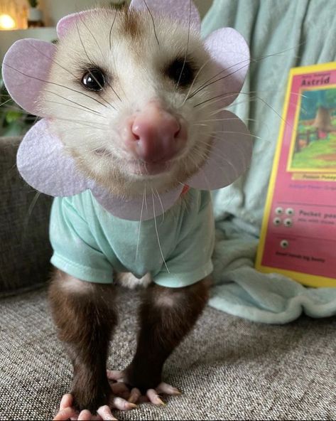 Possum Memes, Baby Possum, Awesome Possum, Flowers Cute, Favorite Animals, Silly Animals, Little Animals, Rodents, Cute Little Animals