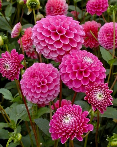 How To Grow Dahlias, Dahlia Flower Garden, Grow Dahlias, Lantern With Fairy Lights, Mexican Garden, Fairy Lights Garden, Purple Bridal Bouquet, Growing Dahlias, Pink Shade