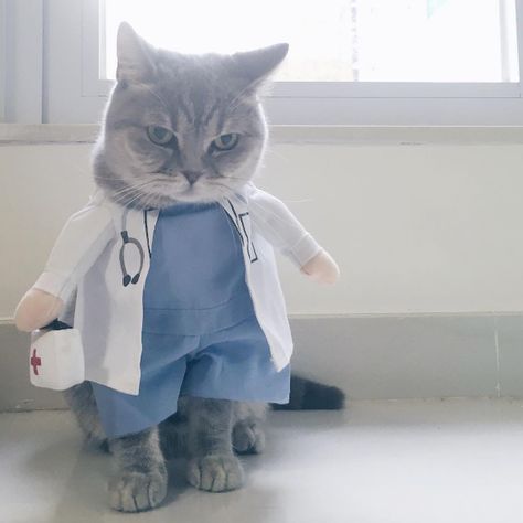 Tis the Season for Cats Reluctantly Wearing Costumes Cat Doctor Illustration, Cute Cats Wearing Clothes, Cute Cat In Costume, Cute Cats With Hats Aesthetic, Doctor Cat, Nurse Cat, Medical Wallpaper, Cat Stands, Cat Icon