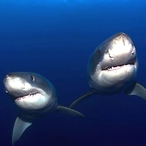 sharks on Instagram: “Tag someone you would want to go swimming with 🦈💙🦈. Love these two white sharks holding pectoral fins. See sharks are capable of love and…” Sharks In Love, Two Sharks, Haleiwa Hawaii, Shark Facts, Sneaker Posters, Go Swimming, Marine Biologist, White Sharks, Marine Biology