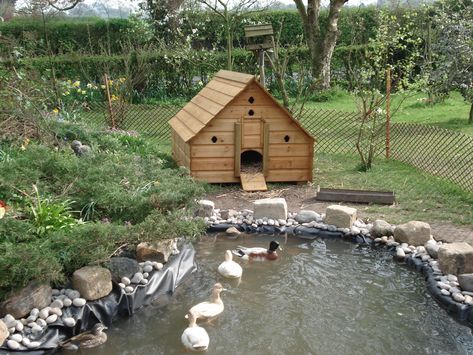 Well I figured out why the duck is laying her eggs in the pond. | Page 2 | The Outdoors Trader Duck Shed Ideas, Large Duck Pond, Large Duck House, Home Duck Pond, Cute Duck House Ideas, Ducks On A Farm, Geese Enclosure, Cute Duck House, Duck House On Pond