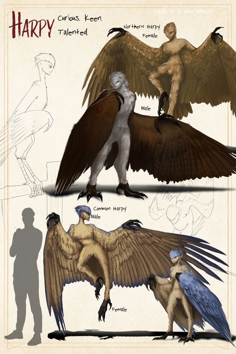 Harpy Creature, Harpy Warrior, Fantasy Species Humanoid, Harpy Character Design, Beast Character Design, Harpy Art, Winged Humanoid, Harpy Oc, Anthro Bird