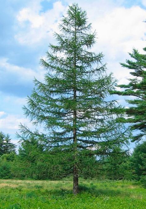 Larch Tree, Evergreen Garden, How To Attract Birds, Common Names, Low Maintenance, Trees, Birds, Natural Landmarks, Plants