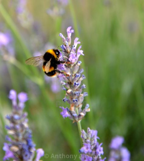 "Bumblebee on lavender" by Anthony Allston - €14.86 Bumblebee Aesthetic, Explosion Book, Bee On Lavender, Email Marketing Newsletter, Display Advertising, Website Backgrounds, Print Advertising, Embroidery Ideas, Wedding Invites