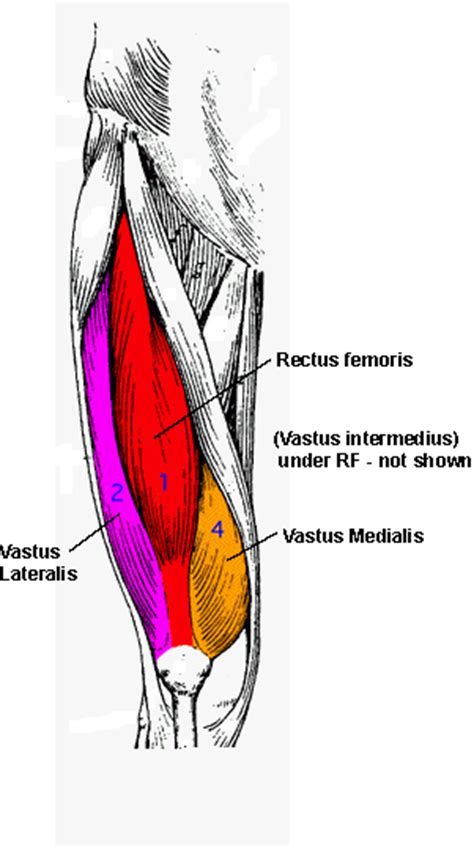 Quadriceps Anatomy, Quadriceps Femoris, Dressage Videos, Leg Anatomy, Human Muscle Anatomy, Anatomy Bones, Body Study, Human Body Anatomy, Medical School Essentials