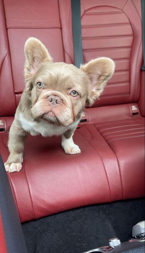 Fluffy French Bulldog Puppies, Fluffy French Bulldog Full Grown, Fluffy French Bulldog, Fluffy Frenchie, Cute Bulldog Puppies, Dog Mommy, Very Cute Puppies, Frenchie Mom