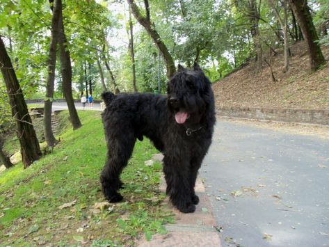 Personal Protection Dog, Protection Dogs, Bouviers Des Flandres, Irish Wolfhound, Personal Protection, Dogs For Sale, Types Of Dogs, Cattle Dog, Working Dogs