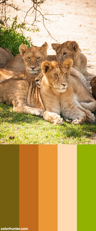 Safari Theme Color Palette, Elephant Color Palette, Zoo Color Palette, Safari Colour Palette, Post Apocalyptic Nature, Safari Moodboard, African Color Palette, Safari Project, Safari Color Palette