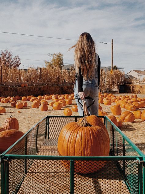 Pumpkin patch photoshoot  Insta: @aislingmarief Patch Photography, Pumpkin Patch Photography, Pumpkin Patch Photoshoot, Pumpkin Field, Pumpkin Patch Pictures, Netflix Horror, Horror Series, Fall Shoot, Pumpkin Patch Outfit