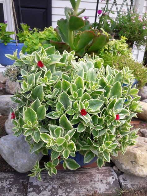 Variegated heartleaf ice plant (Aptenia cordifolia ‘Variegata’, Zones 10–11) has pretty little red flowers all summer long, but the real show is that beautiful white-edged succulent green foliage Trailing Ice Plant, Aptenia Plant, Vining Succulents, Red Leaves Plant, Succulent Vines, Ice Plant Succulent, Decor Garden Ideas, Succulent Garden Landscape, Cactus Plant Pots