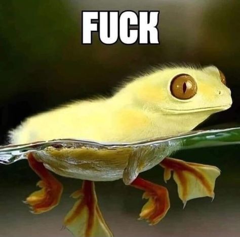 Frog Duck, The Monkey's Paw, Funny Images Laughter, Cute Frogs, Funny Animal Memes, Cute Memes, Funny Video Memes, Cool Names, Just For Laughs Videos