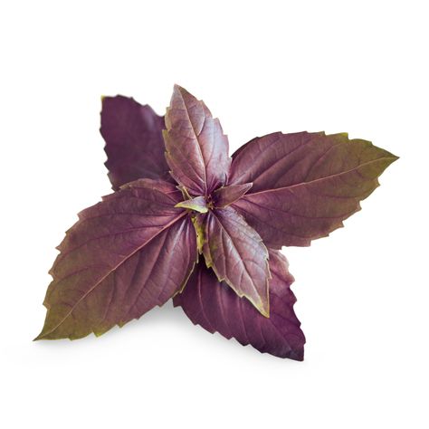 Purple Basil Purple Basil Plant, Purple Basil, Apple Mint, Mini Tattoo, Deep Purple Color, Organic Soil, Bountiful Harvest, Basil Leaves, Aromatic Herbs