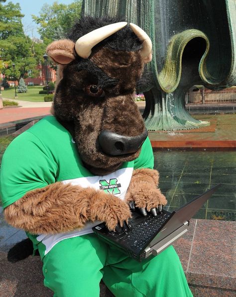 Marshall University Thundering Herd - costumed mascot Marco the Buffalo - on computer checking class schedule Marshall Football, Bull Mascot, Collage Football, Sun Belt, Marshall University, Country Roads Take Me Home, University Of Cambridge, Dream College, Sports Figures