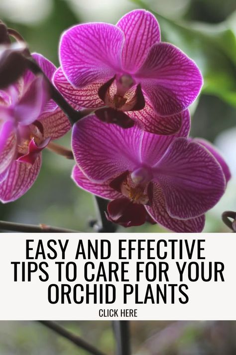 Discover how to care for orchid plants and keep them blooming beautifully with our orchid care guide. Whether you're a seasoned plant enthusiast or just starting, these tips will help enhance your indoor plants and elevate your plant home decor. Indoor Orchid Care, Orchid Growing, Orchids Care For Beginners, Easy Houseplants, Indoor Orchids, How To Grow Vegetables, Orchids Care, Vanda Orchids, Types Of Orchids