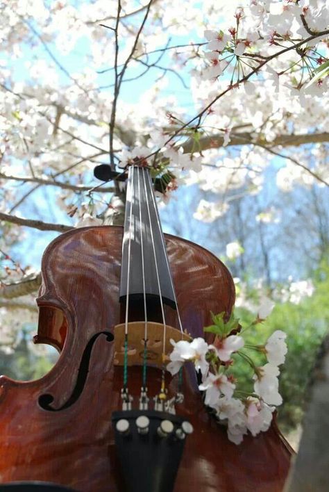 Pink flower viola Violin Pics, Violin Photography, Viola Instrument, Violin Design, Beachy Aesthetic, Learn Violin, Music Jokes, Music Motivation, Violin Music