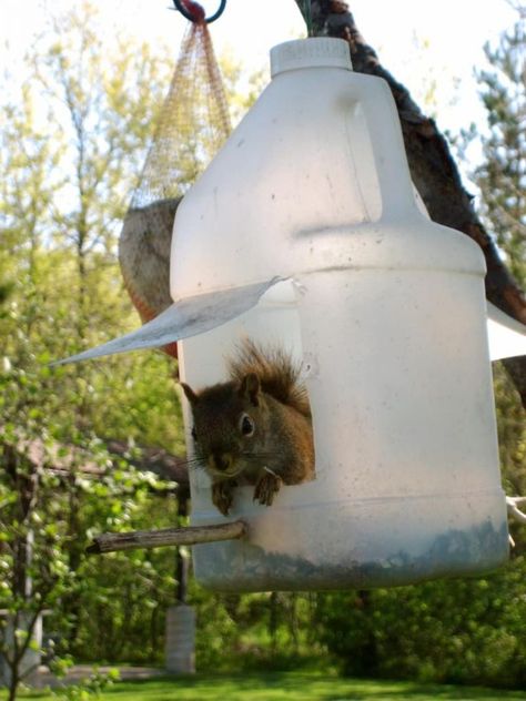 25+ Free DIY Squirrel Feeder Ideas & Plans For Your Backyard (2022) Squirrel Playground, Squirrel House Plans, Squirrel Feeder Diy, Squirrel House, Squirrel Home, Squirrel Food, Squirrel Feeders, Squirrel Feeder, Diy Bird Feeder