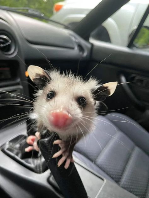 Silly Animal Pictures, Baby Possum, Awesome Possum, Clydesdale Horses, Budweiser Beer, Cute Small Animals, Manatees, Hilarious Photos, Cute Rats