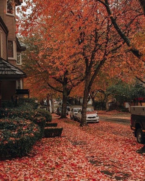 Vancouver Autumn, Stay Forever, Landscaping Images, Mazzy Star, Autumn Foliage, Autumn Magic, Vancouver British Columbia, Fall Inspo, Autumn Scenery