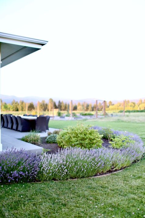 Boxwood Lavender Landscaping, Terrace Border Ideas, Front Yard Landscaping Lavender, Lavender In Landscaping Front Yards, Front Yard Lavender, Phenomenal Lavender Landscaping, Boxwood And Lavender Border, Lavender Hedge Landscaping, Lavender Plant Front Yard