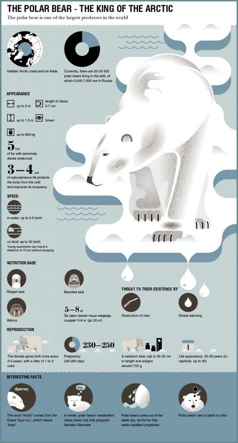 Polar Bear Infographic, Oceanography Marine Biology, Animal Infographic, Scientific Poster, Infographic Layout, Infographic Inspiration, Research Poster, Graphic Design Infographic, Infographic Poster