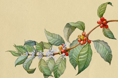 During the month of April in 2016, i was asked by advertisement agency from Lithuania (MILK) to create an old loo… | Coffee plant, Botanical drawings, Coffee flower Coffee Graphics, Fredericton New Brunswick, Mural Cafe, Coffee Advertising, Painting Flowers Tutorial, Botanical Drawing, Month Of April, Coffee Flower, Coffee Illustration