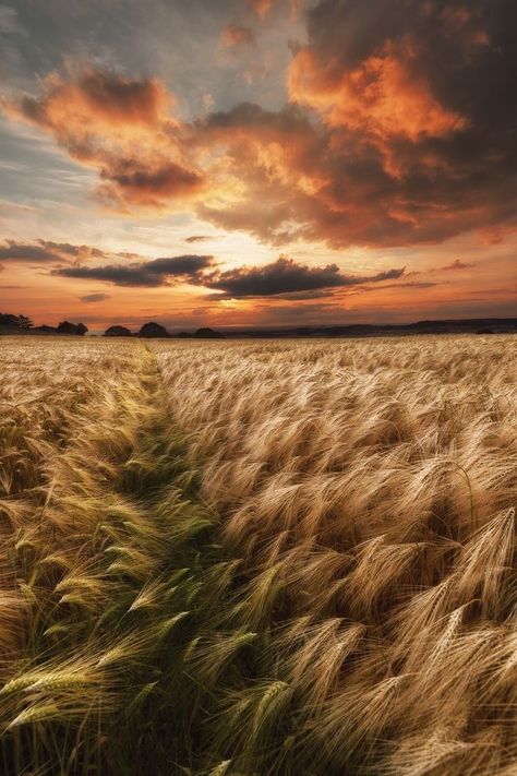 Barley fields beside Roseberry Topping, North Yorkshire, England Barley Field, Clouds In The Sky, Fields Of Gold, Wheat Field, Sky And Clouds, North Yorkshire, Barley, Beautiful Photography, Amazing Nature