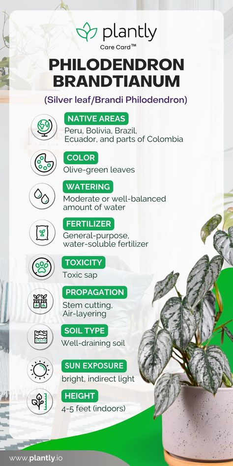 Philodendron Brandi, Philodendron Brandtianum, Air Layering, Philodendron Plant, Houseplants Indoor, House Plant Care, Organic Matter, Plant Mom, Types Of Soil