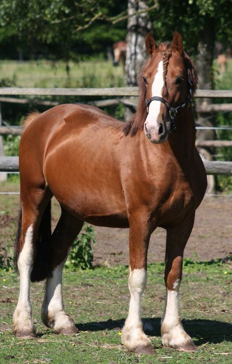 Welsh Ponies, Welsh Pony And Cob, Welsh Pony, Pony Breeds, Shetland Pony, Pony Horse, Most Beautiful Horses, Chestnut Horse, Horse Drawing