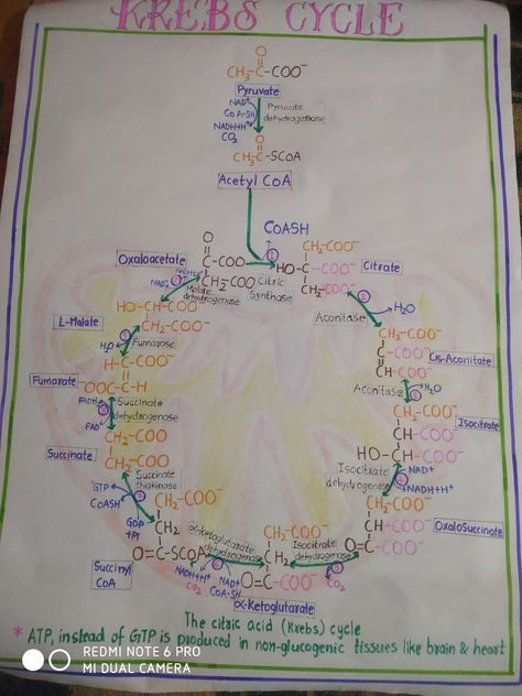 Krebs Cycle, Biochemistry Krebs Cycle Mnemonic, Acetyl Coa, Krebs Cycle, Pharmacy School, Concept Map, Biology Notes, Anatomy Drawing, Biochemistry, Quick Jokes