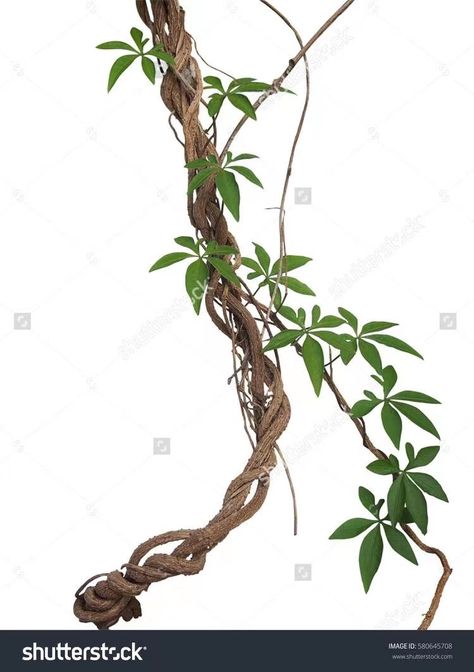 Vine Tree, Vines Plants, Jungle Vines, Twisted Vines, Vine Drawing, Jungle Mural, Jungle Tree, Jungle Wall, Picture Tree