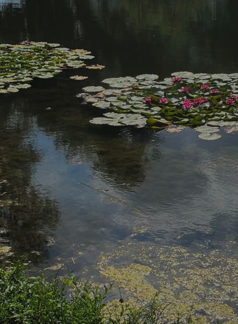 #lake #flowers #green Lake Flowers, Rainy Lake, Collage Kit, Green Lake, Flowers Green, Vintage Garden, Black Swan, Fresh Water, Ivy