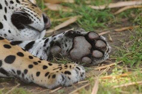 Jaguar paw. Jaguar Paw, Big Cat Species, Paw Drawing, Photoshop Projects, Cat Paws, Leopards, Beautiful Cats, Big Cats, Panther