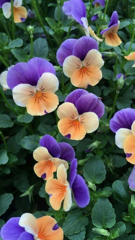 Pictures Of Pansies, Pansy Flower Aesthetic, Pansies Photography, Pansy Photography, Pansy Flowers Garden, Pansy Aesthetic, Pansy Photo, Violas Flowers, Aesthetic Flower Tattoo