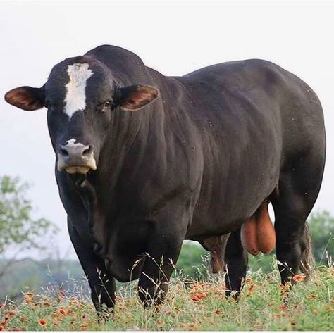 Nguni Cattle, Bull Pictures, Fat Animals, Big Bull, Bucking Bulls, Bull Art, Bull Cow, Beef Cattle, Cattle Farming