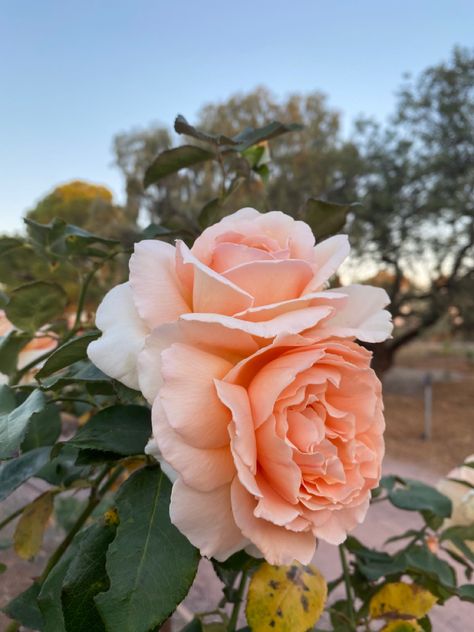 Peach orange pink flowers roses fresh sunset spring clippings gardening photography Peach Peony, Background Collage, Shade Roses, Peach Peonies, Peach Rose, Peach Roses, Orange Roses, Peach Orange, Peach Pink