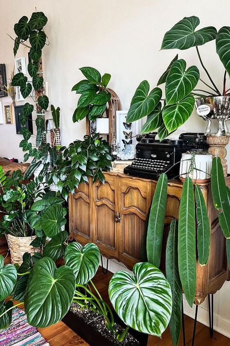 Giant House Plants, Plant Set Up Indoor, Living Room Decor With Plants, Philodendron Brandi, Room Decor With Plants, Tropical Plants Indoor, Decor With Plants, Living Room Plants Decor, Plants Tattoo