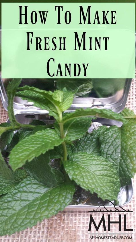 How To Make Fresh Mint Candy- Just 3 Ingredients! - My Homestead Life Mint Recipes Fresh, Julep Recipe, Fresh Herb Recipes, Mint Plant, Homestead Life, Refreshing Snacks, Mint Recipes, Mint Plants, Herb Recipes