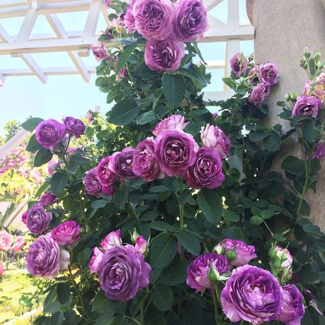 Climbing Roses for Sale | FastGrowingTrees.com Lavender Crush Climbing Rose, Gentleman's Study, Flowering Plum Tree, Laurel Shrub, Dragon Fruit Cactus, Flowering Pear Tree, Holly Shrub, Guava Tree, Endless Summer Hydrangea