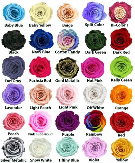 Colors Of Roses, Different Color Roses, Rose Color Meanings, Drawing Materials, Color Roses, Color Knowledge, Rose Colors, Flower Types, Colored Roses