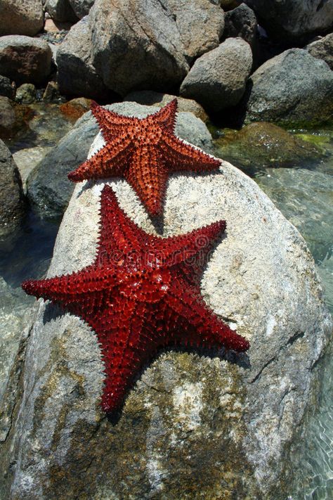 Sea Star on Rocks. Sea star laying on rocks in Aruba , #AD, #Rocks, #Star, #Sea, #star, #Aruba #ad Sketchbook Spreads, Star Sea, Ocean Tattoo, Ocean Tattoos, Sea Star, Ocean Animals, Art References, Aruba, Spreads