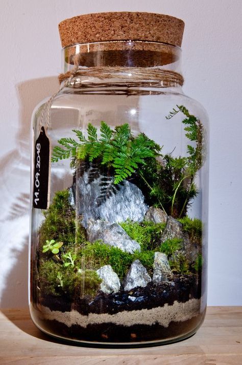 Indoor Plant Room, Indoor Plant Hacks, Glass Jar Diy, Indoor Planting Ideas, Plants Ideas Indoor, Plant Ideas Indoor, Closed Terrarium Plants, Indoor Plant Care Guide, Plants Low Light