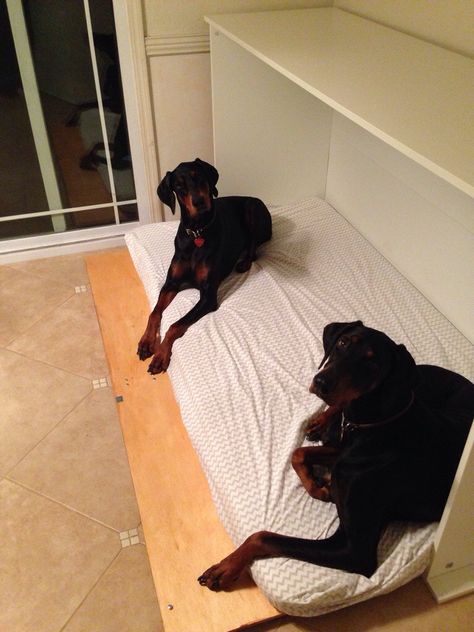 Dog Murphy bed. Only pinning this one because of the dobies :-) Dog Bed Placement, Side Murphy Bed, Dog Murphy Bed, Murphy Dog Bed, Crib Mattress Dog Bed, Bed Organization, Murphy Bed Ideas, Build A Murphy Bed, Dogs Bed