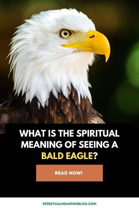 Spiritual meaning of seeing a bald eagle - a divine symbol of strength, wisdom, transformation. How Bald eagle can inspire personal growth. Eagles Spiritual Meaning, Bald Eagle Spiritual Meaning, Eagle Spiritual Meaning, Eagle Symbolism, Bald Eagle Feather, Native American Beliefs, Feather Meaning, Bold Eagle, Eagle Symbol